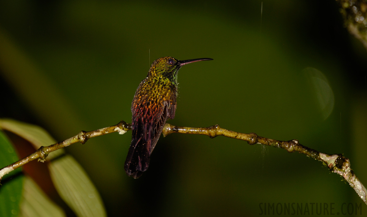 Chalybura urochrysia [400 mm, 1/60 sec at f / 4.0, ISO 100]